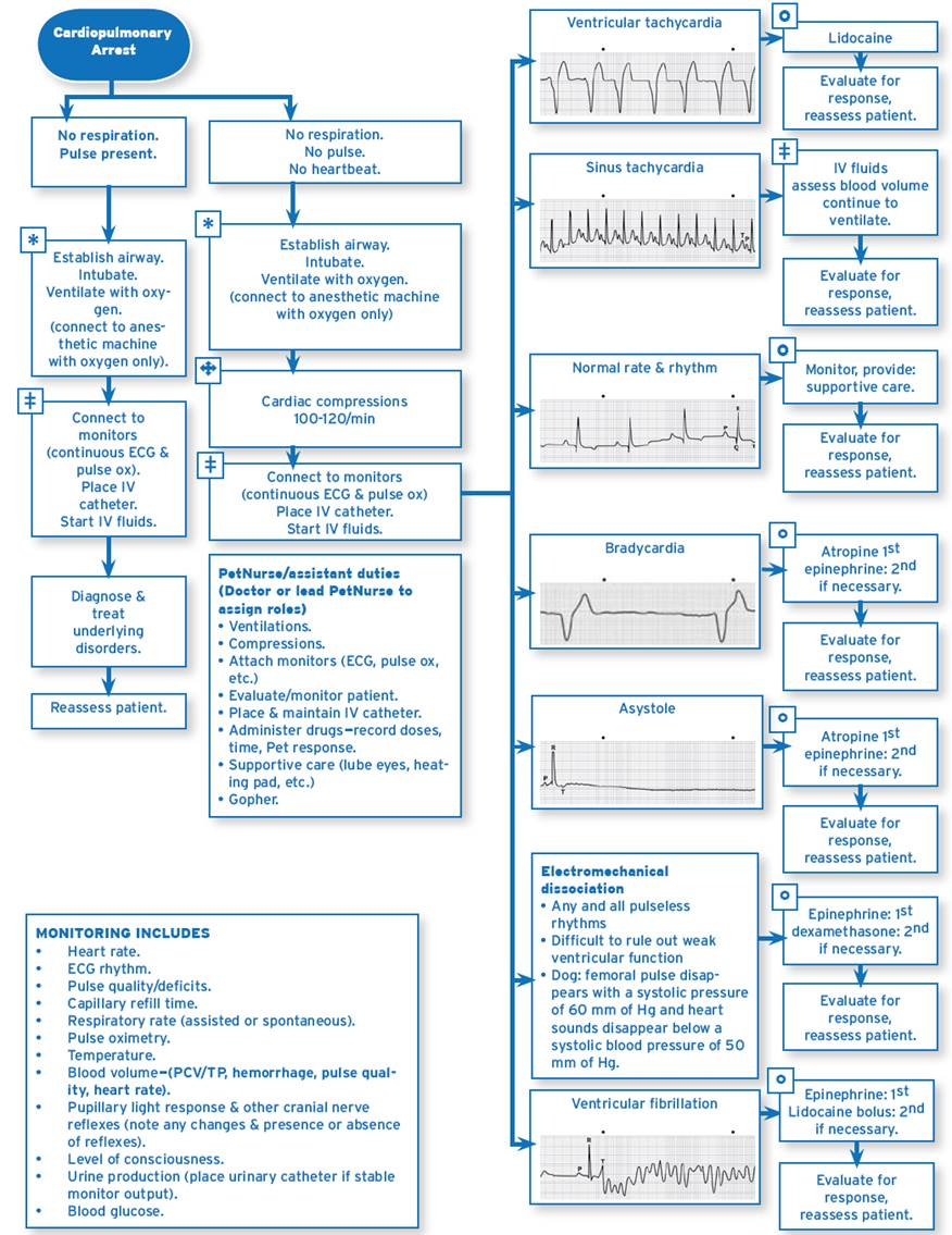 Cardiovascular Pharm 1